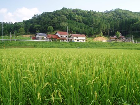 8���́u�܂��͂����v���ӂ̕��i�ł��B5���ɐA������������ɐ������Ă��܂��B9�����{����ɂ͈��ł��B